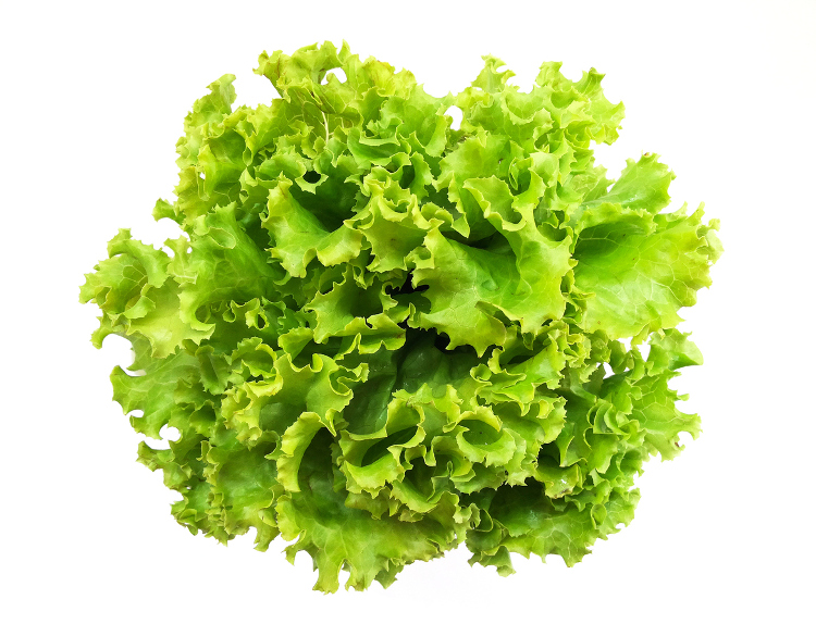 Cabbage vs Lettuce: Know the Difference Between Lettuce and Cabbage